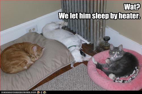 Bilder-Thread uh43048,1259698521,funny-pictures-cats-let-dog-sleep-by-heater