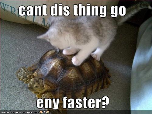 Bilder-Thread uh43048,1259698562,funny-pictures-kitten-rides-turtle