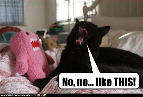 Bilder-Thread uh43048,1259861013,funny-pictures-cat-argues-with-stuffed-animal