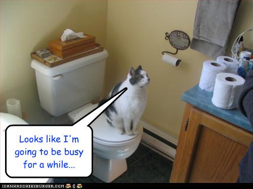 Bilder-Thread uh43048,1259861026,funny-pictures-cat-will-unroll-all-toilet-paper
