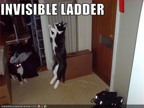 Bilder-Thread uh43048,1259861058,funny-pictures-cat-climbs-invisible-ladder