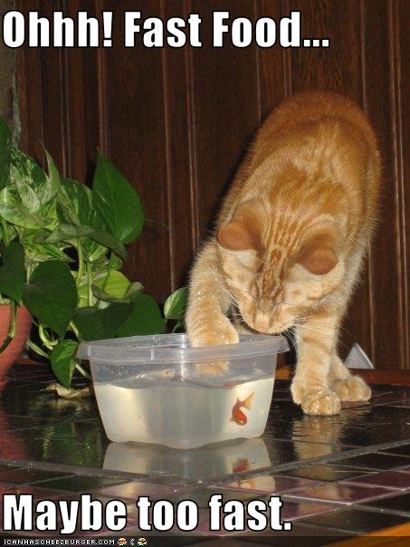 Bilder-Thread uh43048,1260381778,funny-pictures-cat-paws-at-goldfish