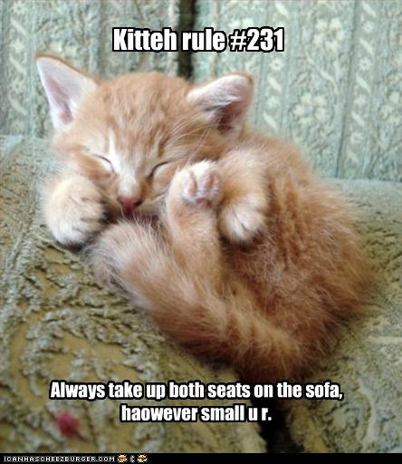 Bilder-Thread uh43048,1260381808,funny-pictures-kitten-takes-up-sofa