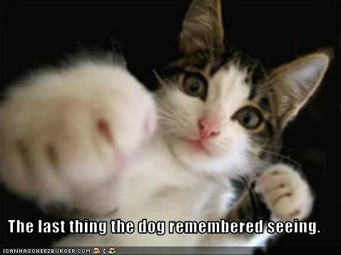 Bilder-Thread uh43048,1260381850,funny-pictures-cat-punches-the-dog