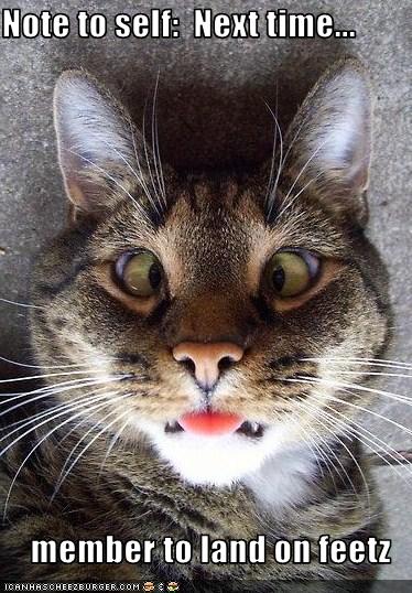 Bilder-Thread uh43048,1260381870,funny-pictures-cat-did-not-land-on-feet