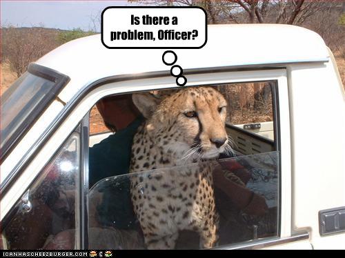 Bilder-Thread uh43048,1260381892,funny-pictures-leopard-gets-pulled-over