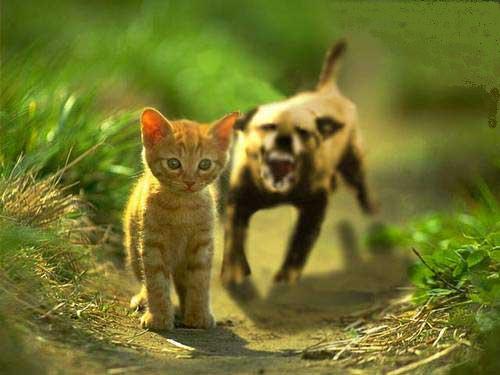 Bilder-Thread uh43048,1260530491,hund jagd katze