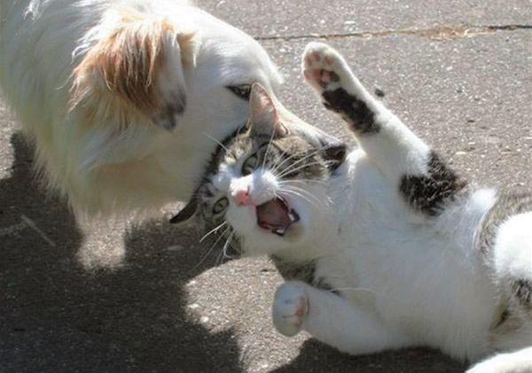 Bilder-Thread uh43048,1260535090,dog-bites-cat
