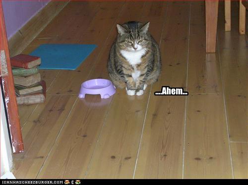 Bilder-Thread uh43048,1261137602,funny-pictures-cat-wants-to-be-fed