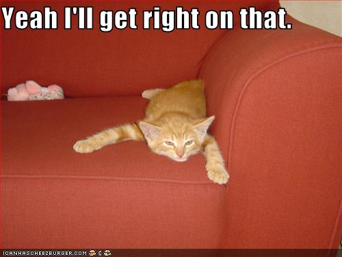 Bilder-Thread uh43048,1261137672,funny-pictures-your-kitten-is-lazy
