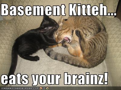 Bilder-Thread uh43048,1261137819,funny-pictures-cat-eats-your-brains