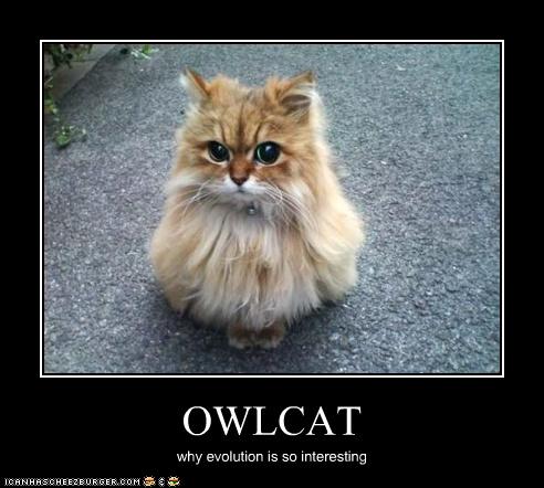 Bilder-Thread uh43048,1261137852,funny-pictures-cat-looks-like-an-owl