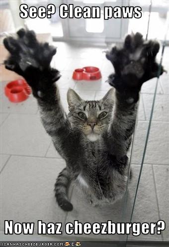 Bilder-Thread uh43048,1261137884,funny-pictures-cat-has-clean-paws