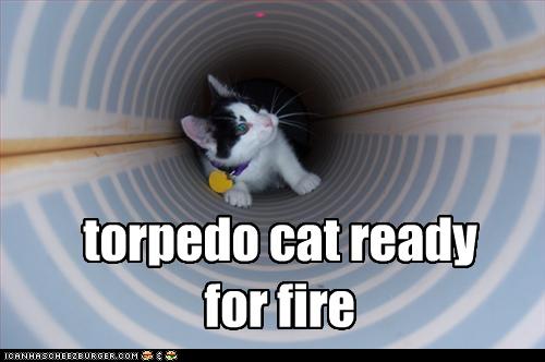 Bilder-Thread uh43048,1261137951,funny-pictures-cat-is-ready-to-be-fired