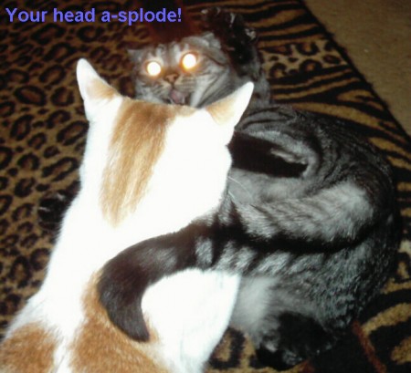 Bilder-Thread uh43048,1261141925,lolcatsdotcompmcvgcyoiu8l2nnd
