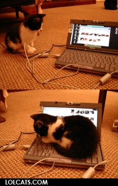 Bilder-Thread uh43048,1261142055,lolcatsdotcomy2byitj0nnbl4ha2