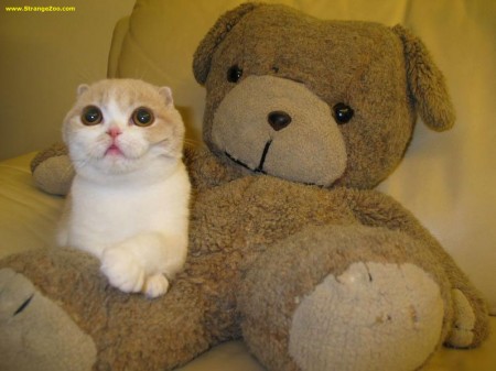 Bilder-Thread uh43048,1261142316,lolcatsdotcom3fntvzpvedk1tzac