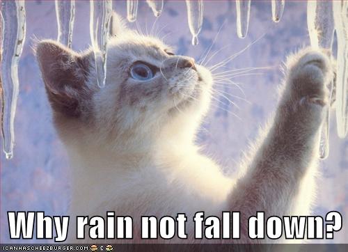 Bilder-Thread uh43048,1261142861,funny-pictures-cat-plays-with-icicles