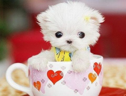 Bilder-Thread uh43048,1261228539,Picdump63 09