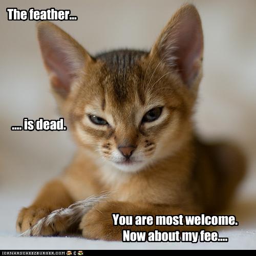 Bilder-Thread uh43048,1261582391,funny-pictures-cat-has-killed-feather