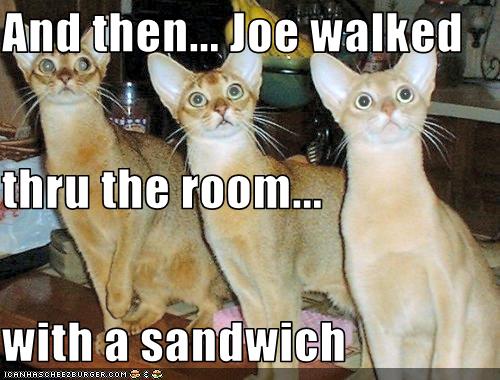 Bilder-Thread uh43048,1261582418,funny-pictures-cats-stare-at-sandwich