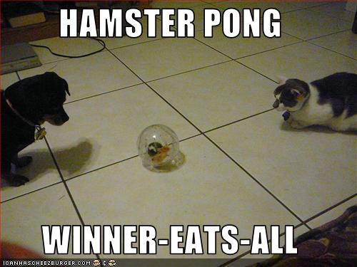 Bilder-Thread uh43048,1261582429,funny-pictures-cats-play-game-with-hamster