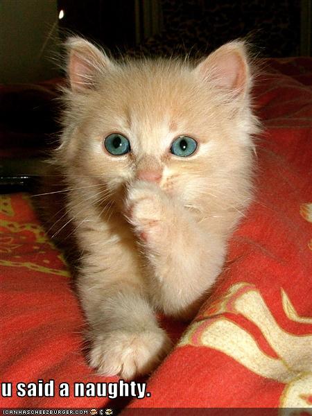 Bilder-Thread uh43048,1261932422,funny-pictures-kitten-hates-your-swearing