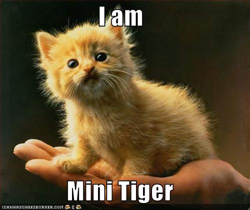 Bilder-Thread uh43048,1261932446,funny-pictures-kitten-is-miniature-tiger