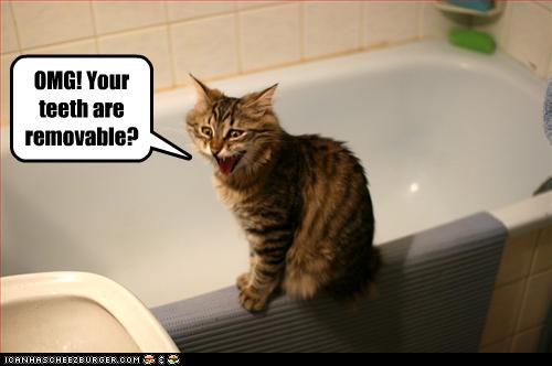 Bilder-Thread uh43048,1261932478,funny-pictures-cat-fears-your-dentures
