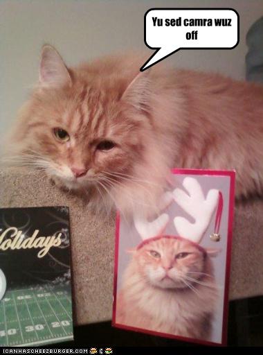 Bilder-Thread uh43048,1261932698,funny-pictures-cat-is-in-photo