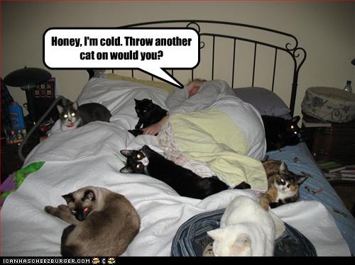 Bilder-Thread uh43048,1262380875,funny-pictures-many-cats-are-on-bed