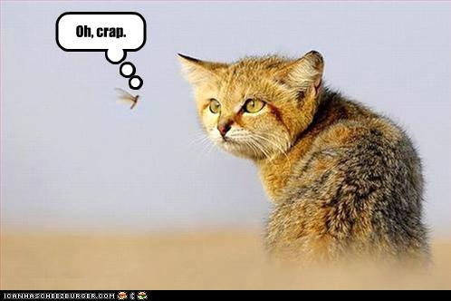 Bilder-Thread uh43048,1262380896,funny-pictures-wild-cat-sees-bug