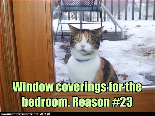 Bilder-Thread uh43048,1262380921,funny-pictures-cat-wants-curtains-for-your-room