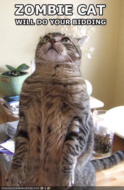 Bilder-Thread uh43048,1262380959,funny-pictures-cat-will-do-your-bidding