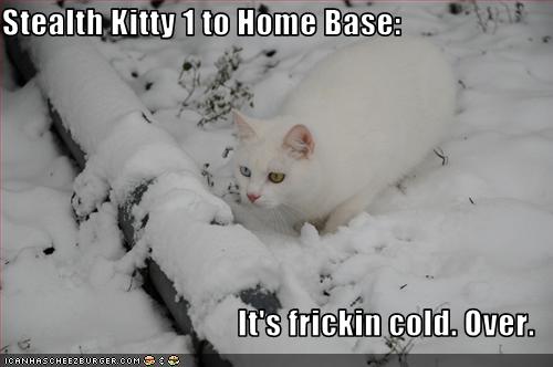 Bilder-Thread uh43048,1262381004,funny-pictures-cat-is-in-snow