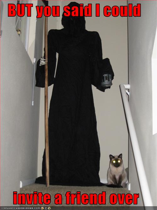 Bilder-Thread uh43048,1262381029,funny-pictures-cat-invites-friend-over