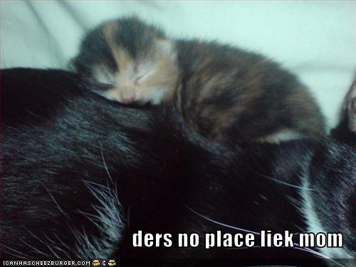 Bilder-Thread uh43048,1262381050,funny-pictures-kitten-is-on-mom