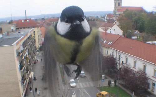 Bilder-Thread uh43048,1262473623,from-cute-overload-caught-on-webcam