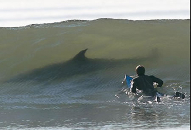 Bilder-Thread uh43048,1262473924,f sharklistvim c8cd8a1