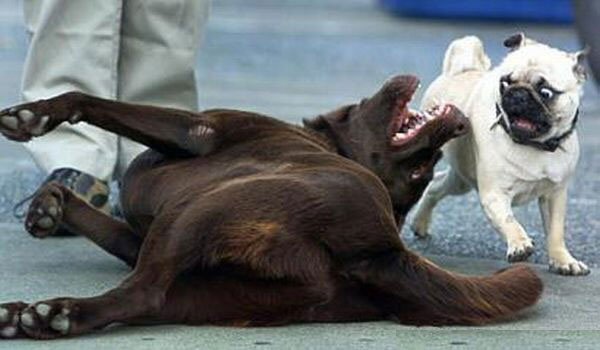 Bilder-Thread uh43048,1262475647,scared-dog-face