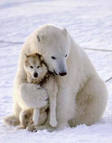 Bilder-Thread uh43048,1262477953,polar-bear-funny-dog-death-hug