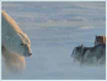 Bilder-Thread uh43048,1262477953,polar-bear-husky1
