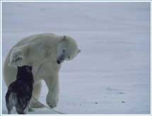 Bilder-Thread uh43048,1262477953,polar-bear-husky2