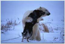Bilder-Thread uh43048,1262477953,polar-bear-husky3