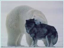 Bilder-Thread uh43048,1262477953,polar-bear-husky4