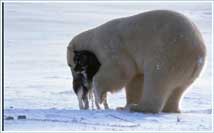 Bilder-Thread uh43048,1262477953,polar-bear-husky5