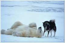 Bilder-Thread uh43048,1262477953,polar-bear-husky6