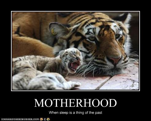 Bilder-Thread uh43048,1262478862,funny-pictures-mom-tiger-does-not-sleep