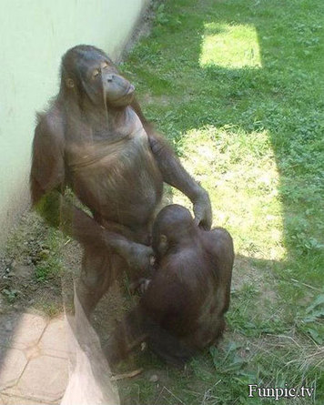 Bilder-Thread uh43048,1262550853,Geiler-Affe
