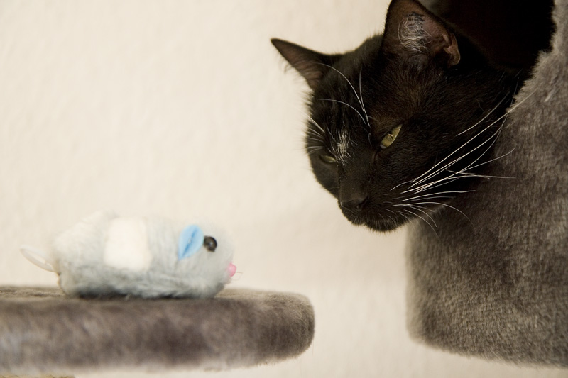 Bilder-Thread uh43048,1262686089, MG 6273